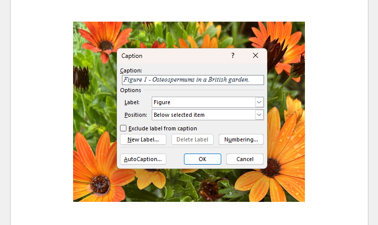 The Caption dialog box in Microsoft Word, with some of the settings assigned to align with the chosen picture.