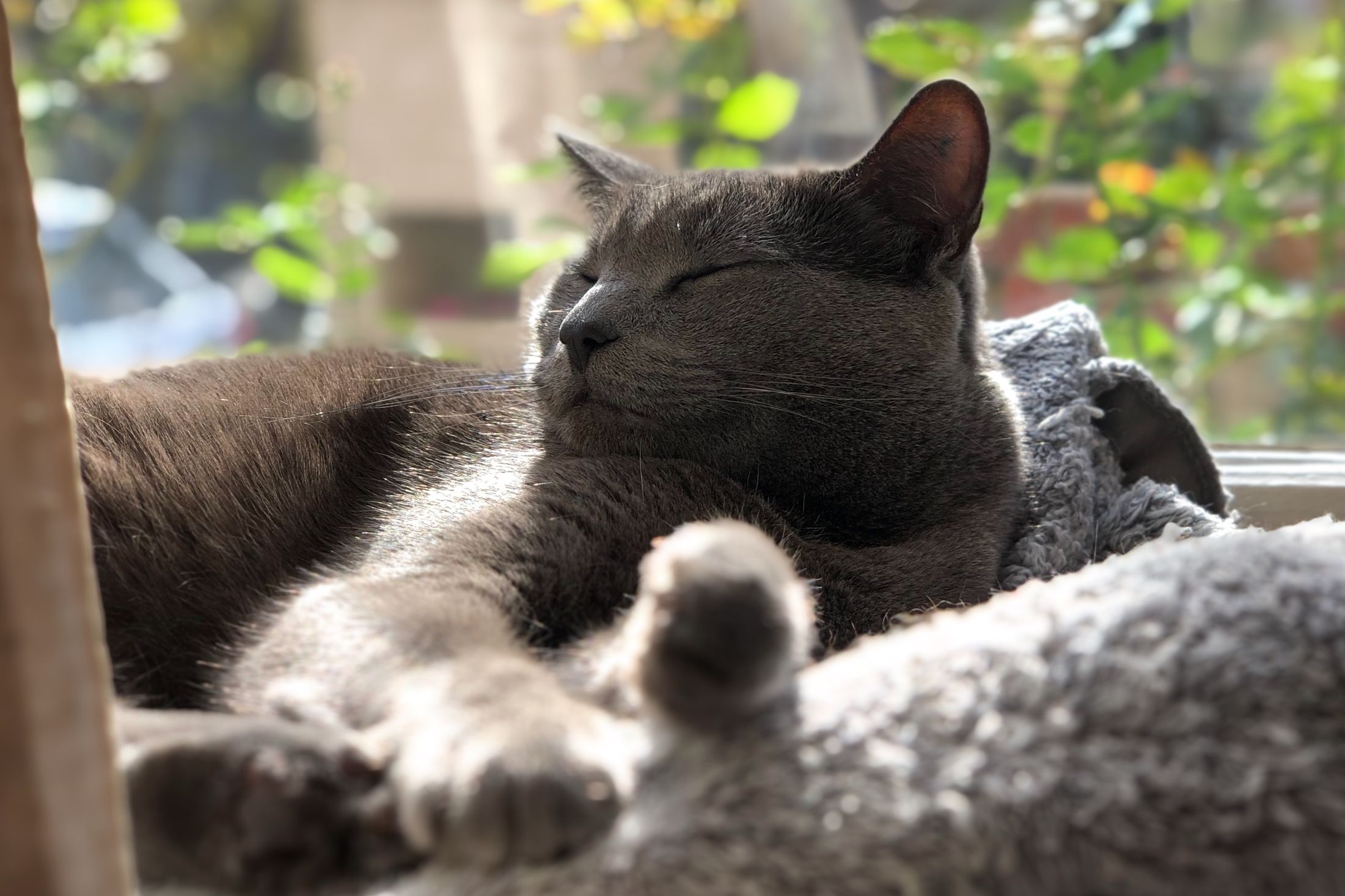 Roger the sleepy cat lying in the sun.