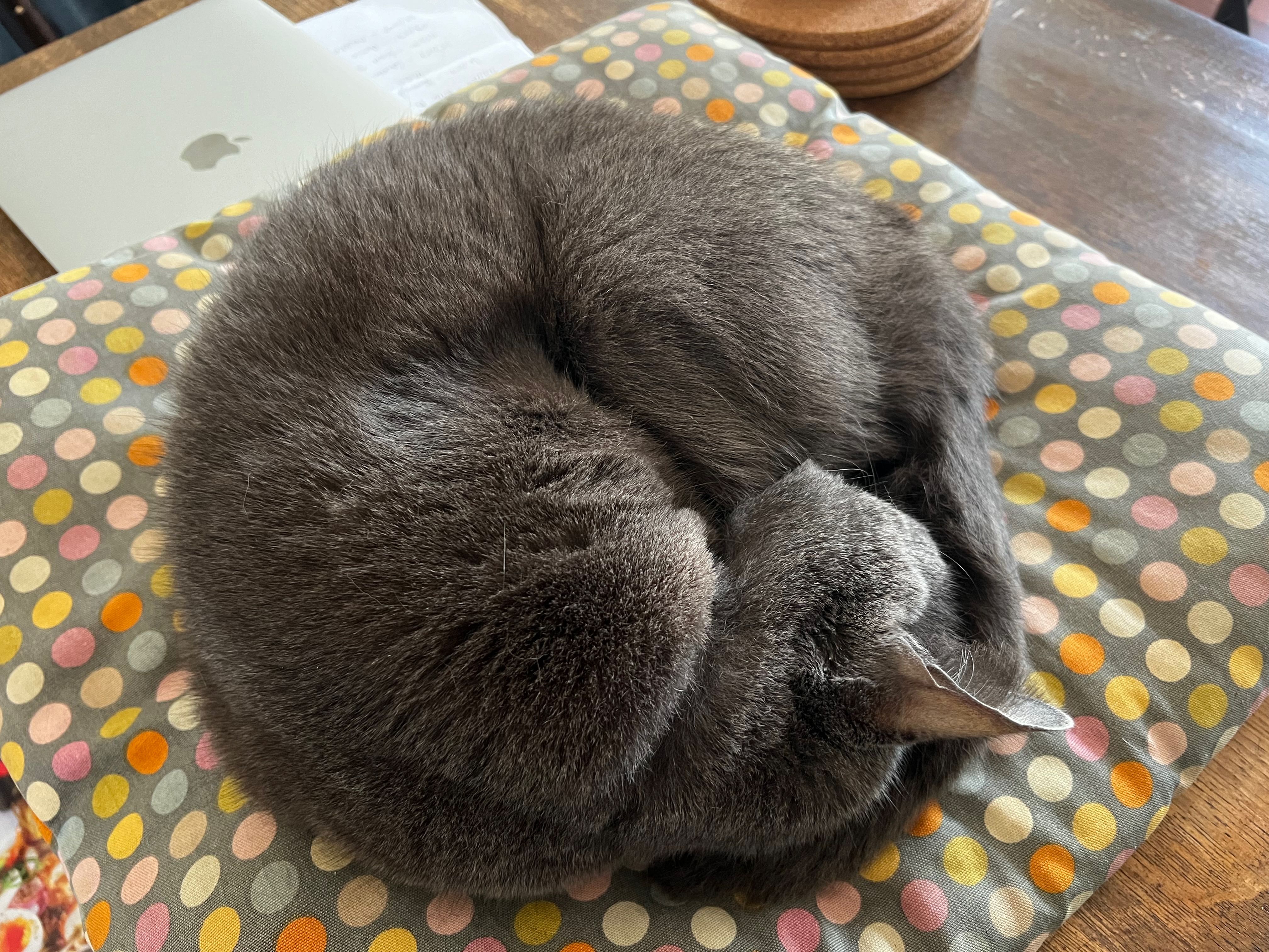 Roger the cat asleep on a cushion next to a MacBook.