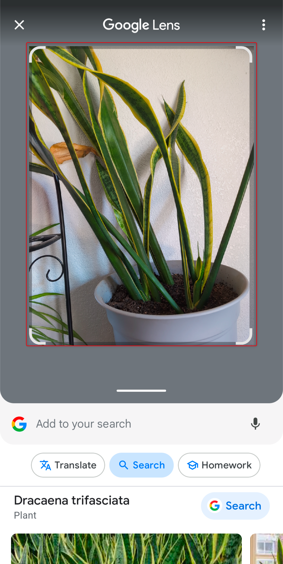 House plant being searched on Google Lens