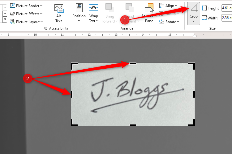 The Crop tool in Microsoft Word being applied to a signature uploaded as a picture.