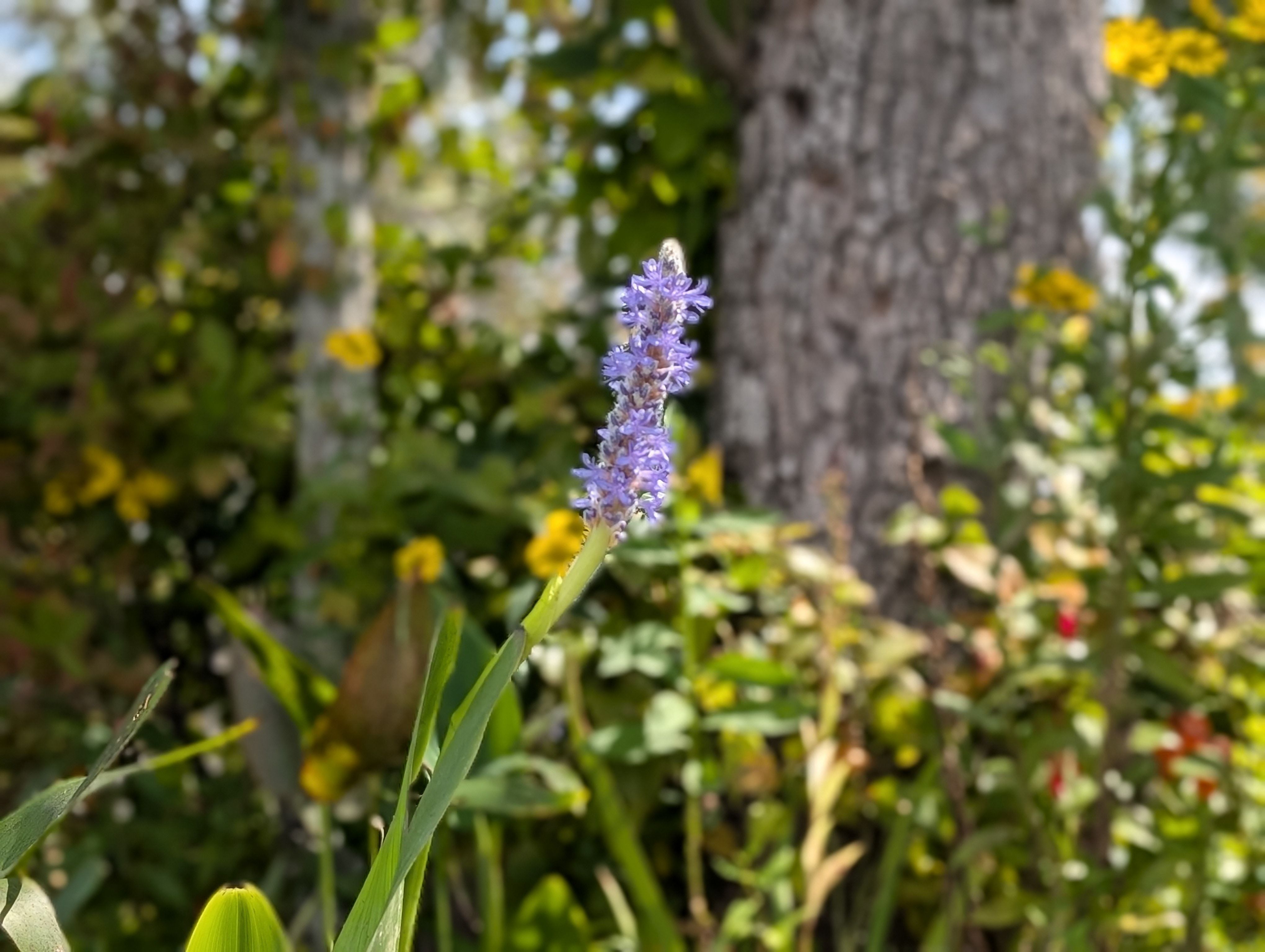 A flower with a blurry background captured with a phone's portrait mode.