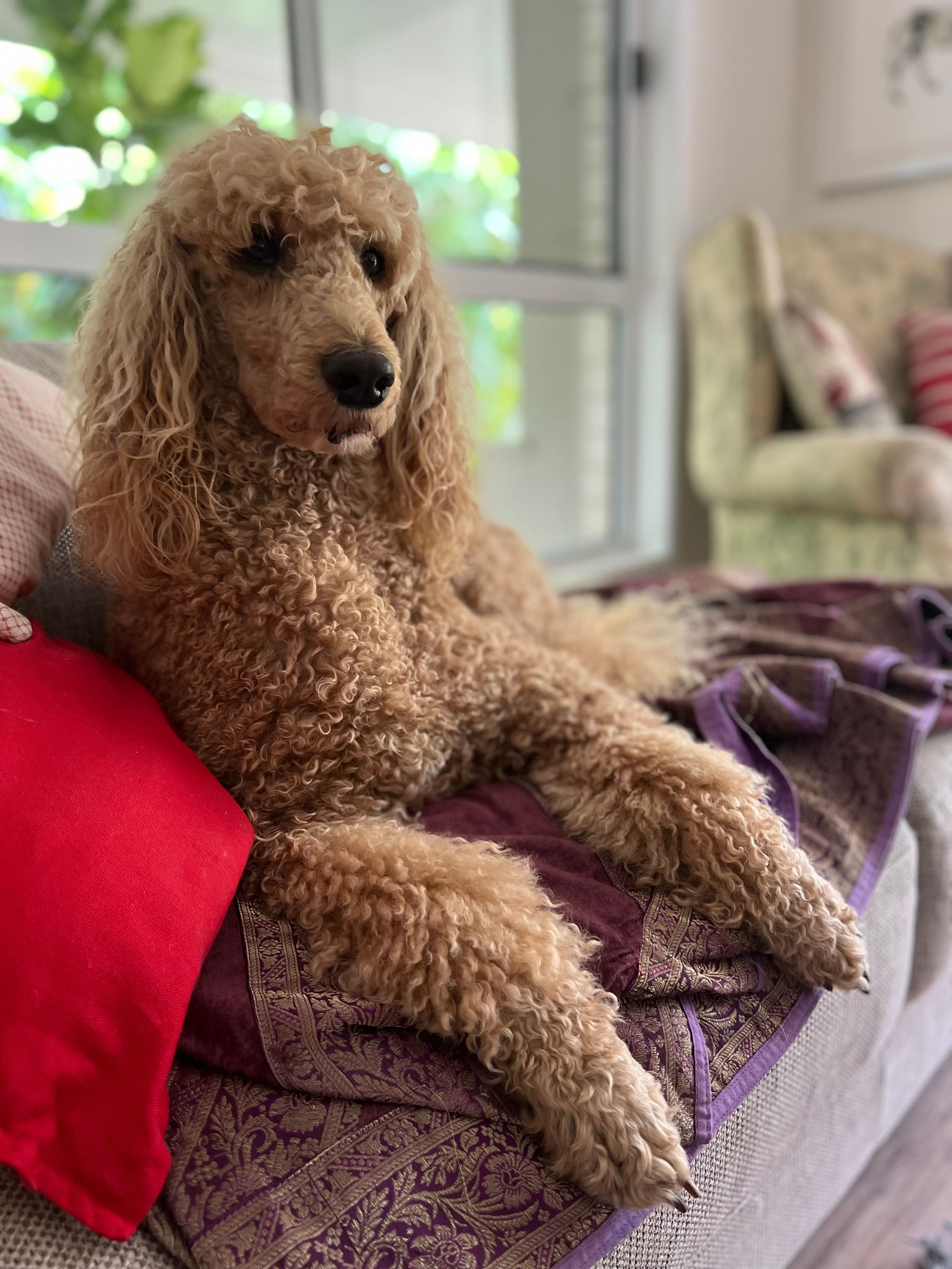 A portrait shot of Sophie the poodle shot with the iPhone wide lens.