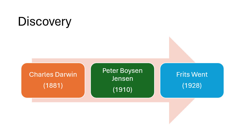 A PowerPoint slide showing the discover phases of the plant hormone auxin.