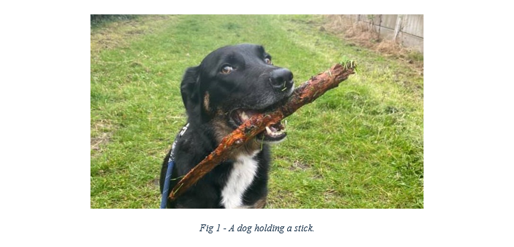 An image of a dog holding a stick in Microsoft Word, with a caption underneath.