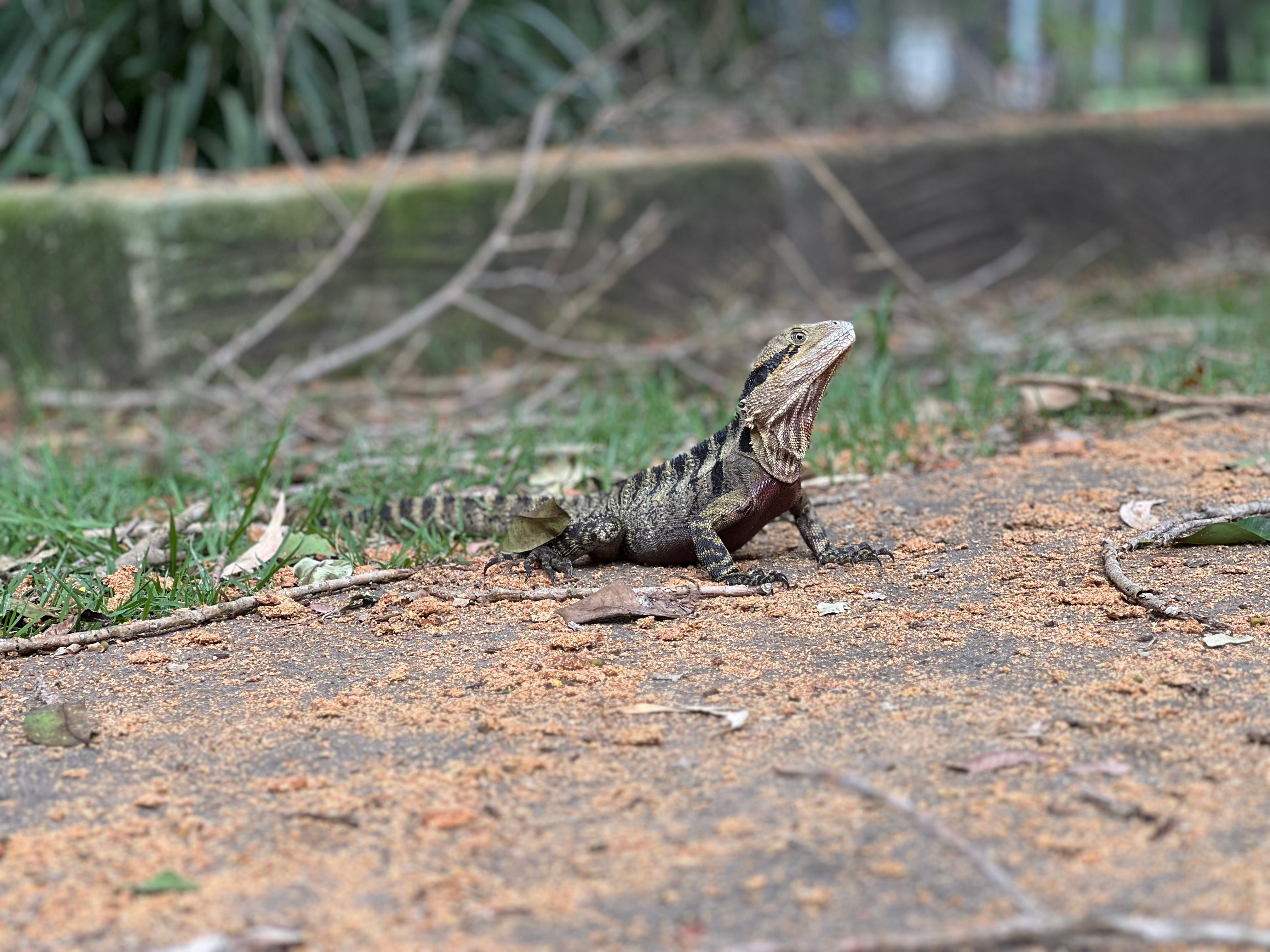 A tilt-shift eastern water dragon shot with an iPhone 13 Pro.