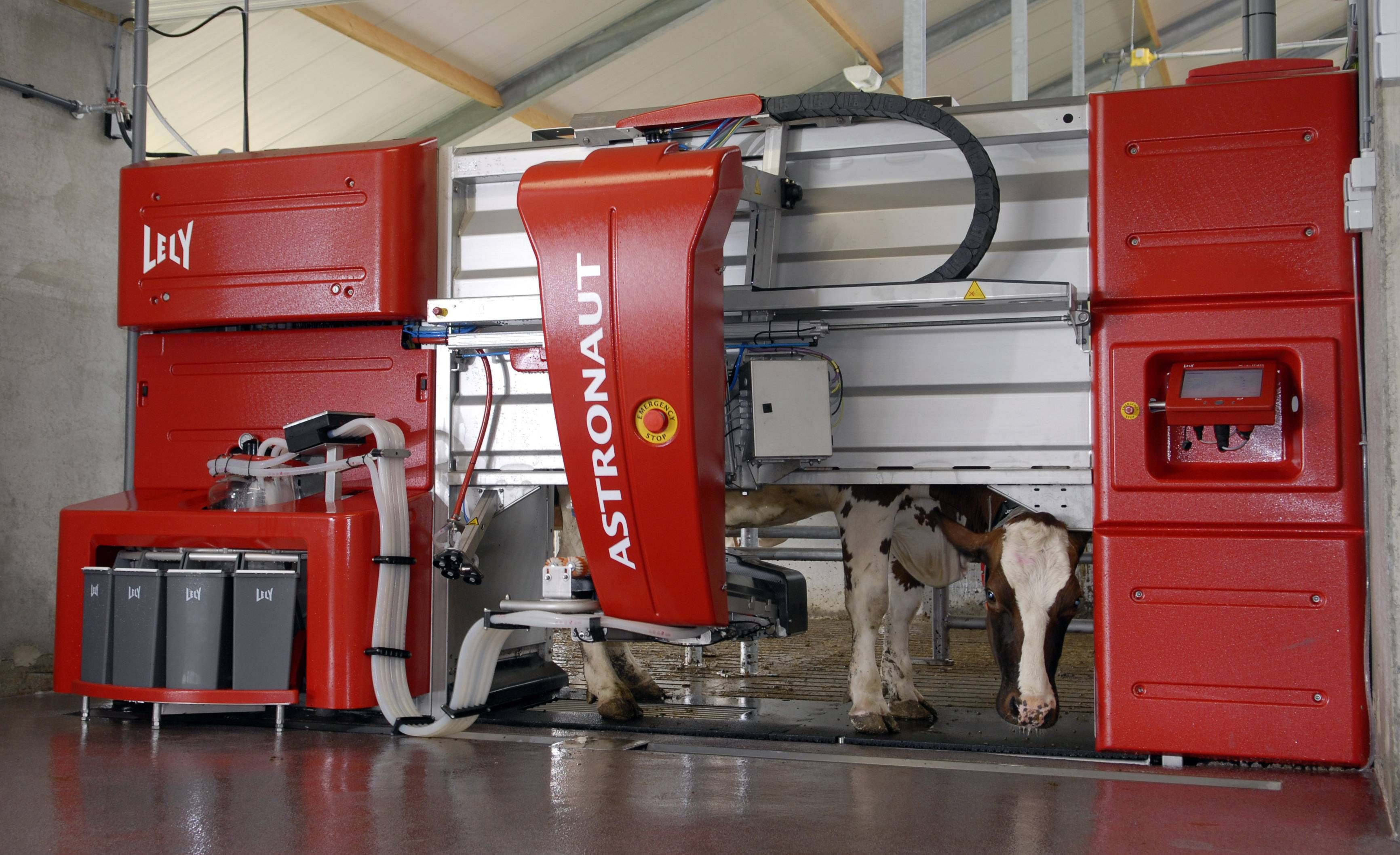 A cow inside an autonomous milker.