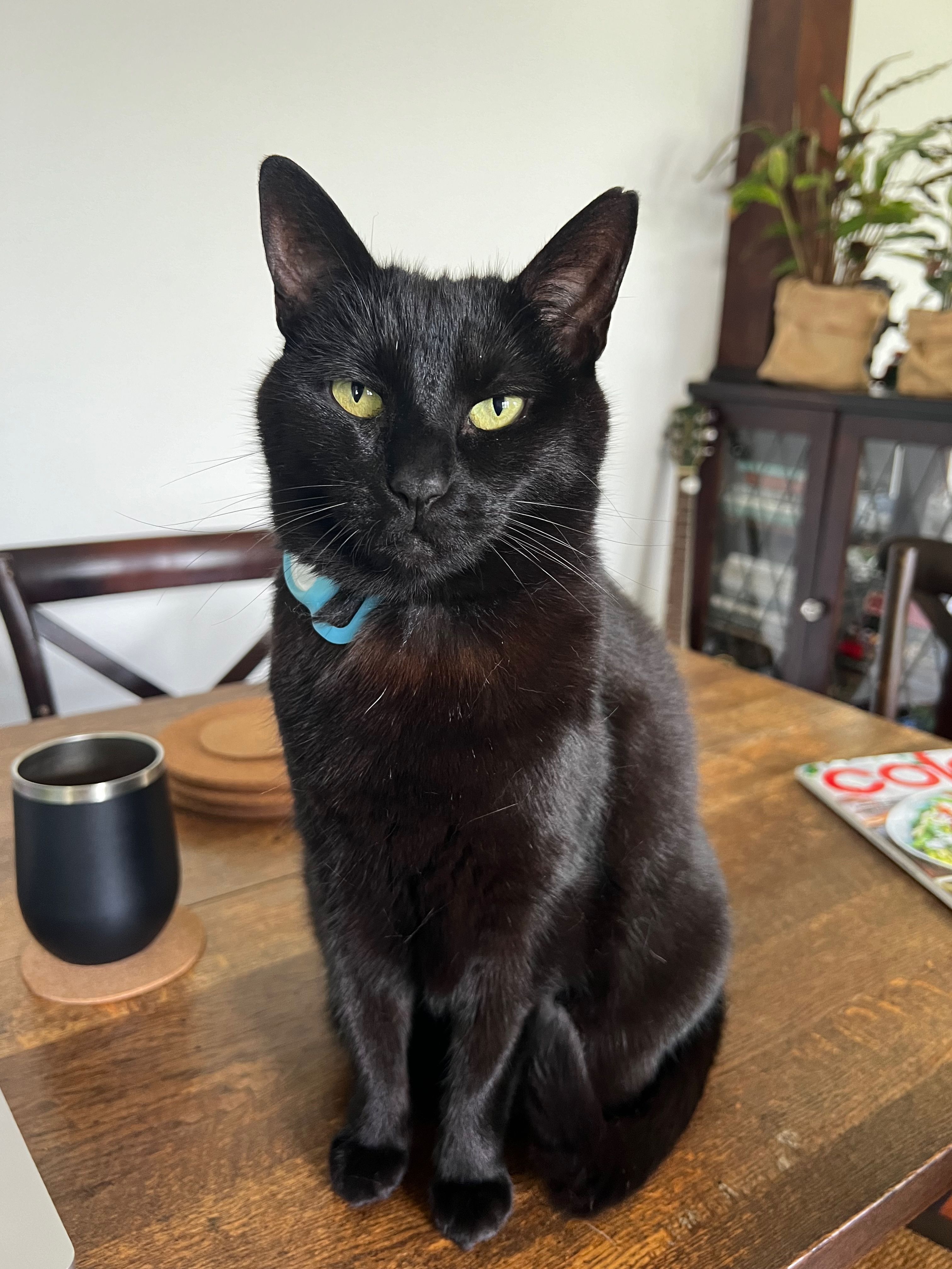 Inka the cat looking dashing in a portrait