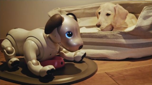 A dog looking at a robot dog.