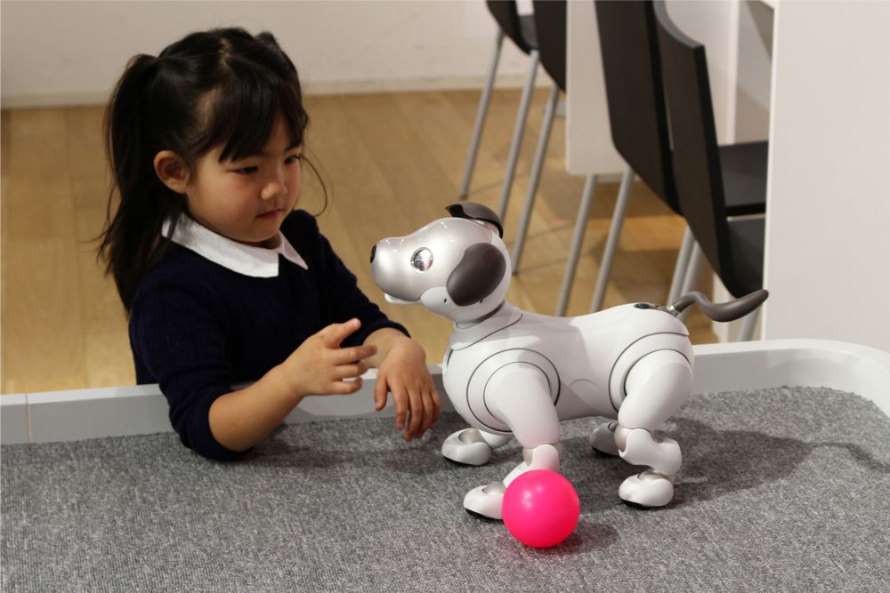 A Sony Aibo robot meets a visitor interact in a Sony showroom in Tokyo.