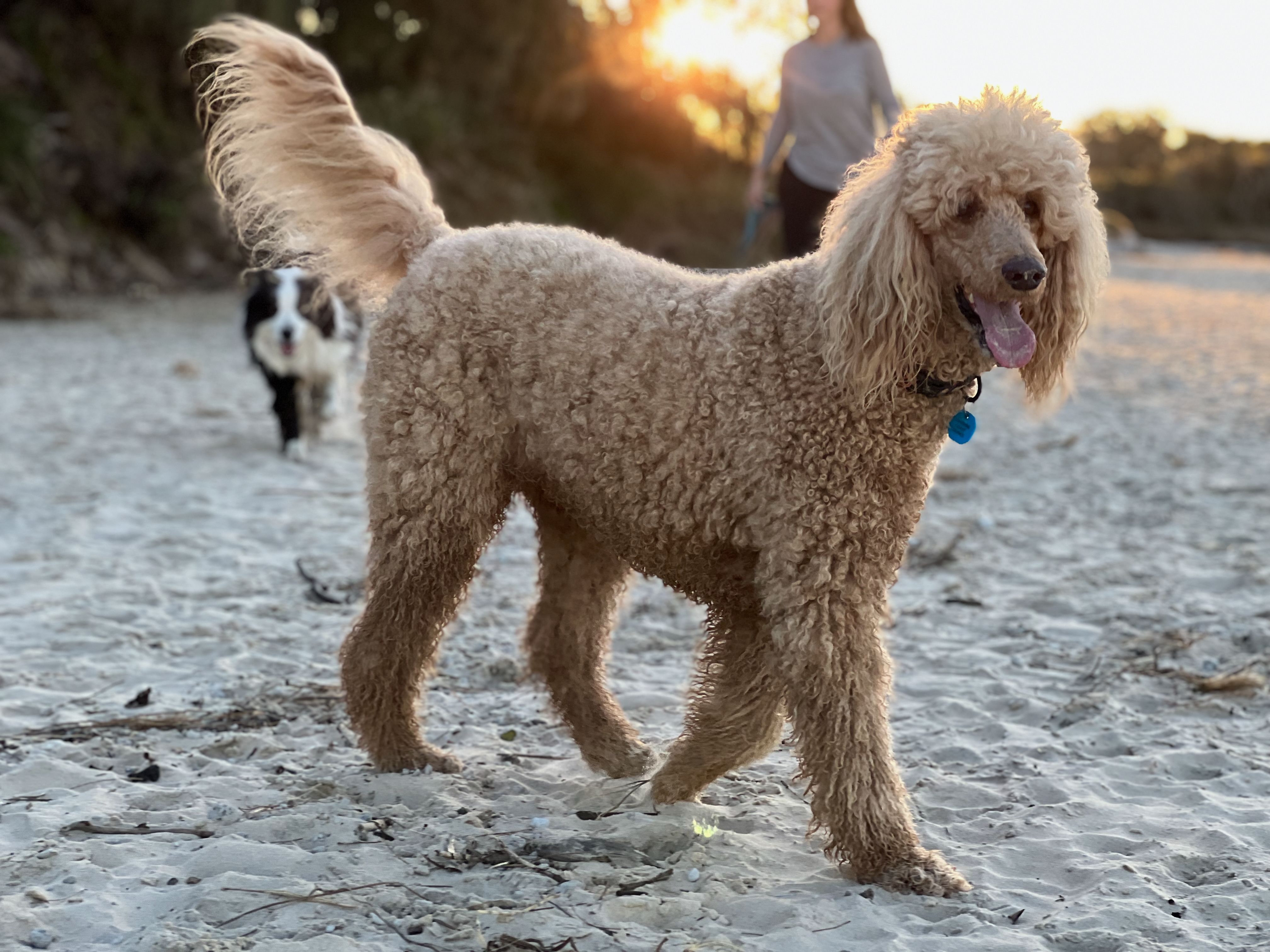 Sophie the dog on the beach.-1