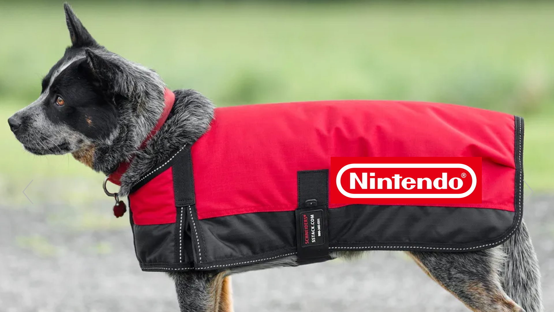 Dog in a red jacket with the Nintendo logo on it.