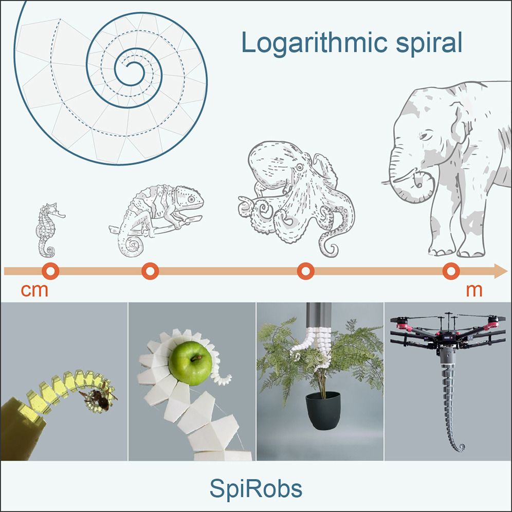 Spirobs and its animal inspiratios, from Chameleions, to Octopuses, to Elephants..