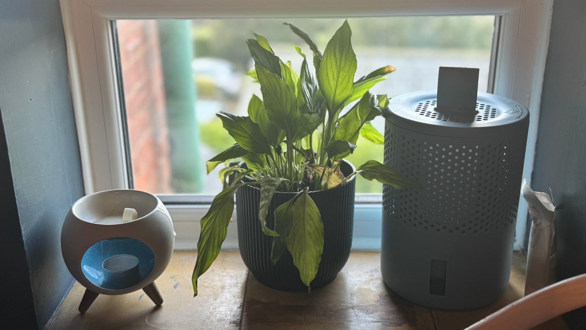 A plant pot with drooping leaves.