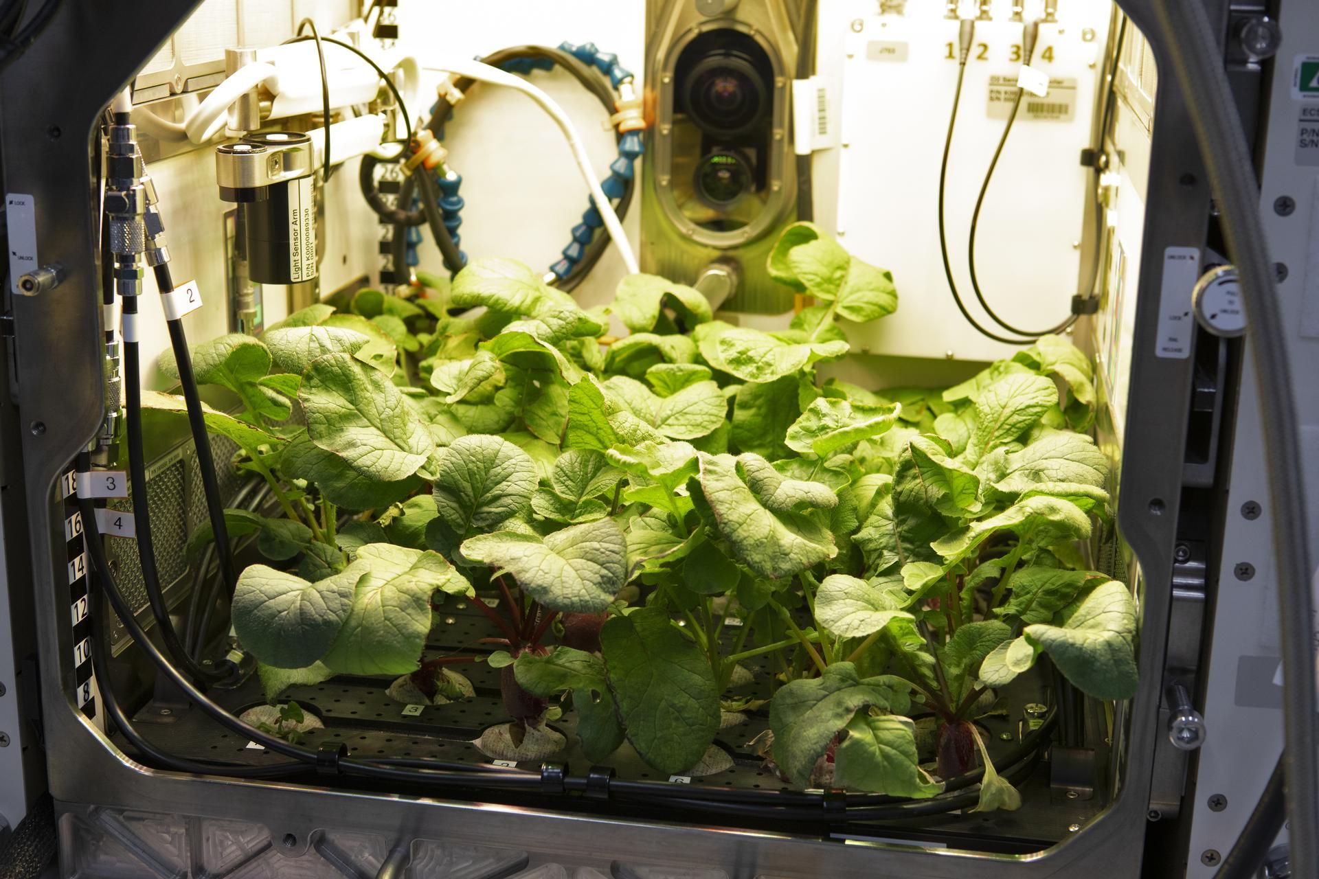 Radish plants growing inside the Advanced Plant Habitat (APH).