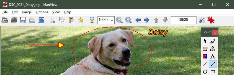 The IrfanView app showing a picture of a dog with a circle around the head and the word Daisy off to the side.