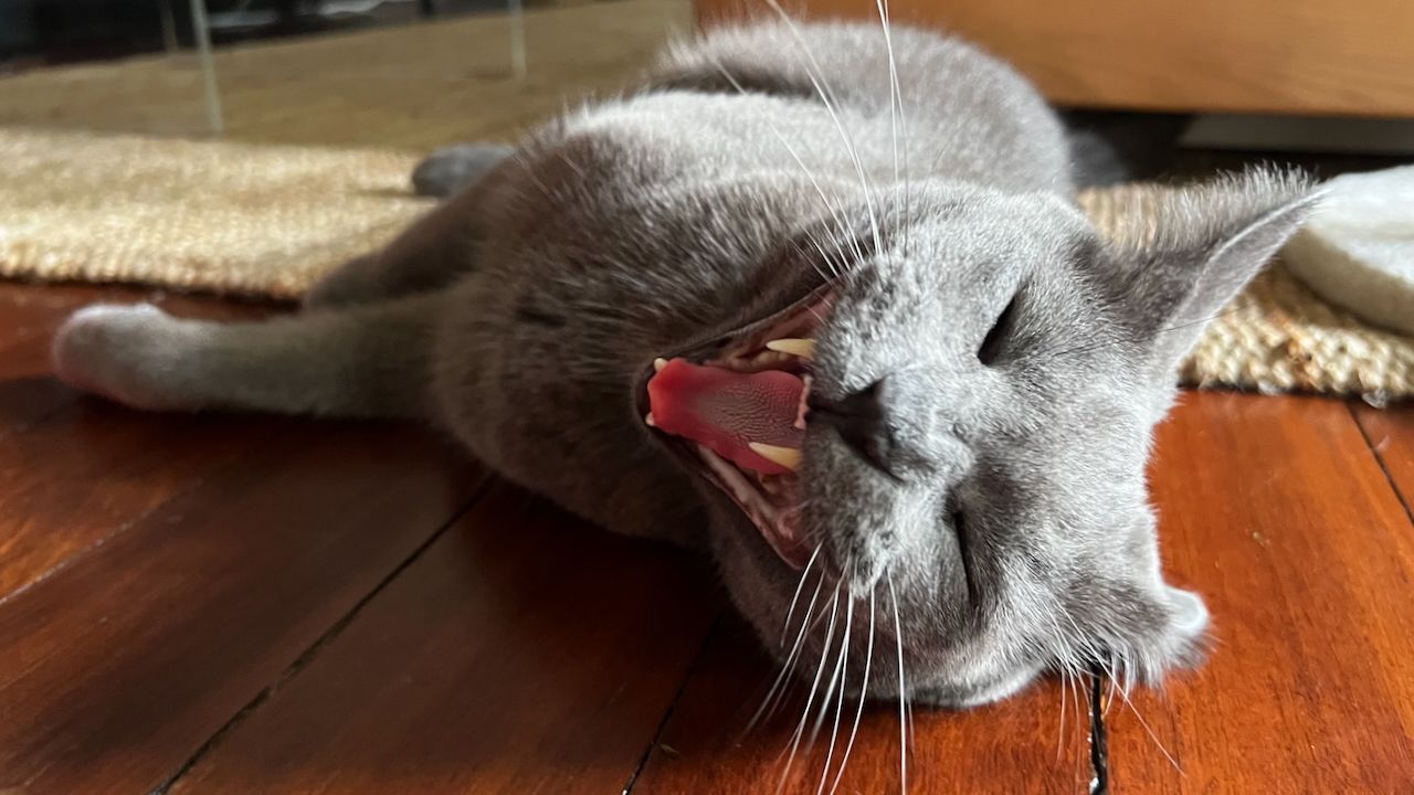 How to Avoid Disaster When a Cat Walks Across Your Keyboard