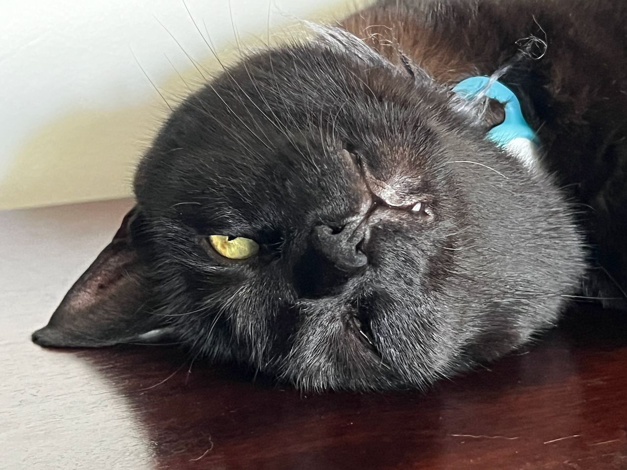 Inka the cat.