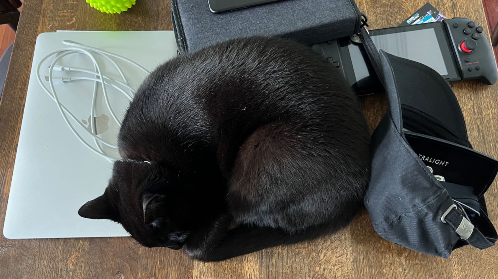 Inka the cat sitting on everything.