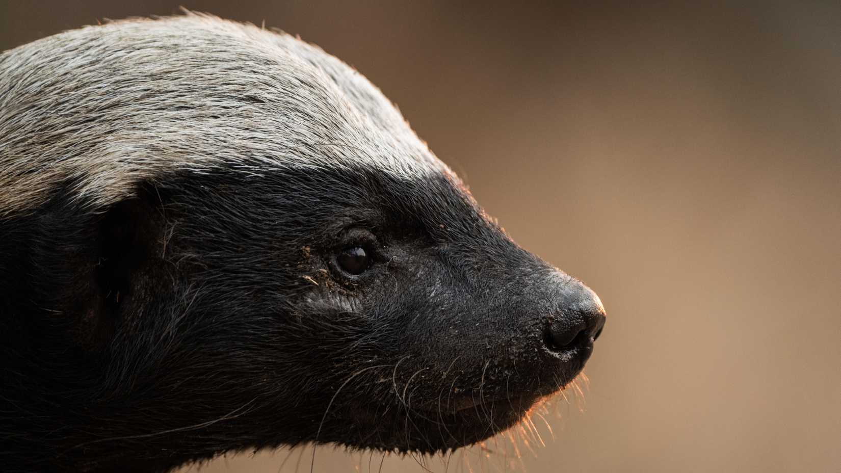 A honey badger from the docuseries Underdogs on Disney+