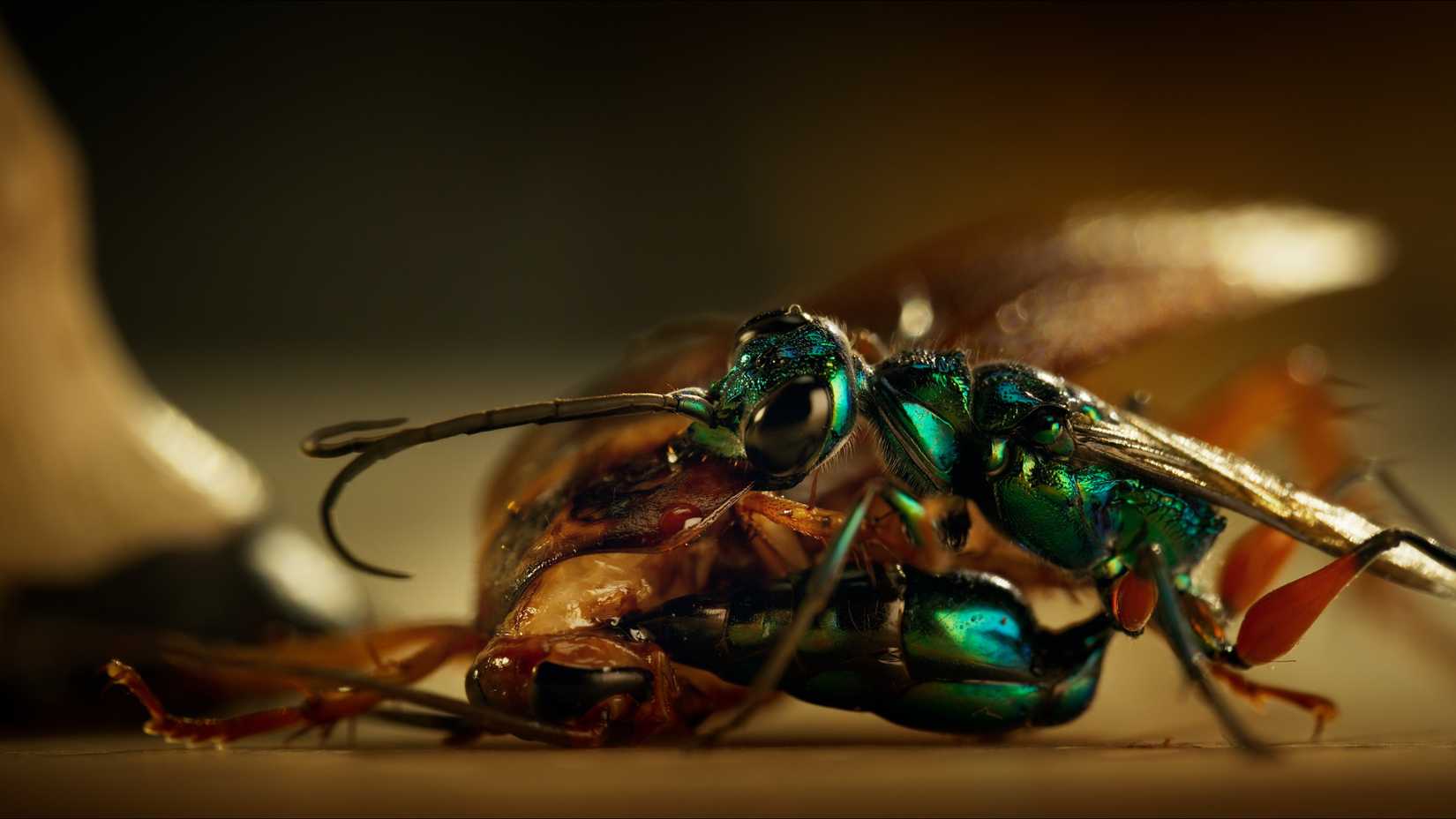 A jewel wasp attacks a cockroach in the Disney+ docuseries Underdogs. 