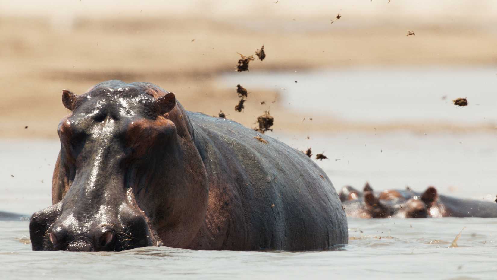 A hippopotamus in water from the Disney+ show Underdogs 