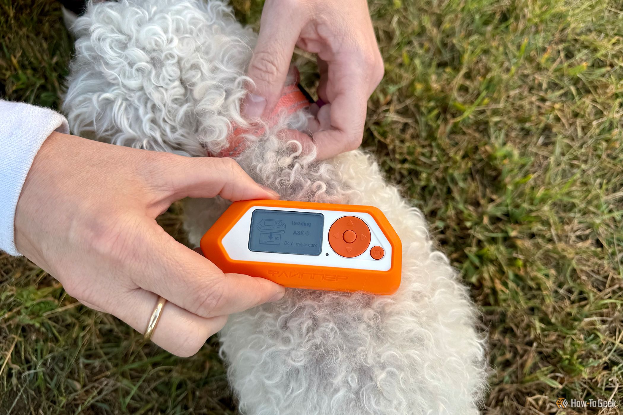 Using a Flipper Zero to scan a white dog's pet microchip