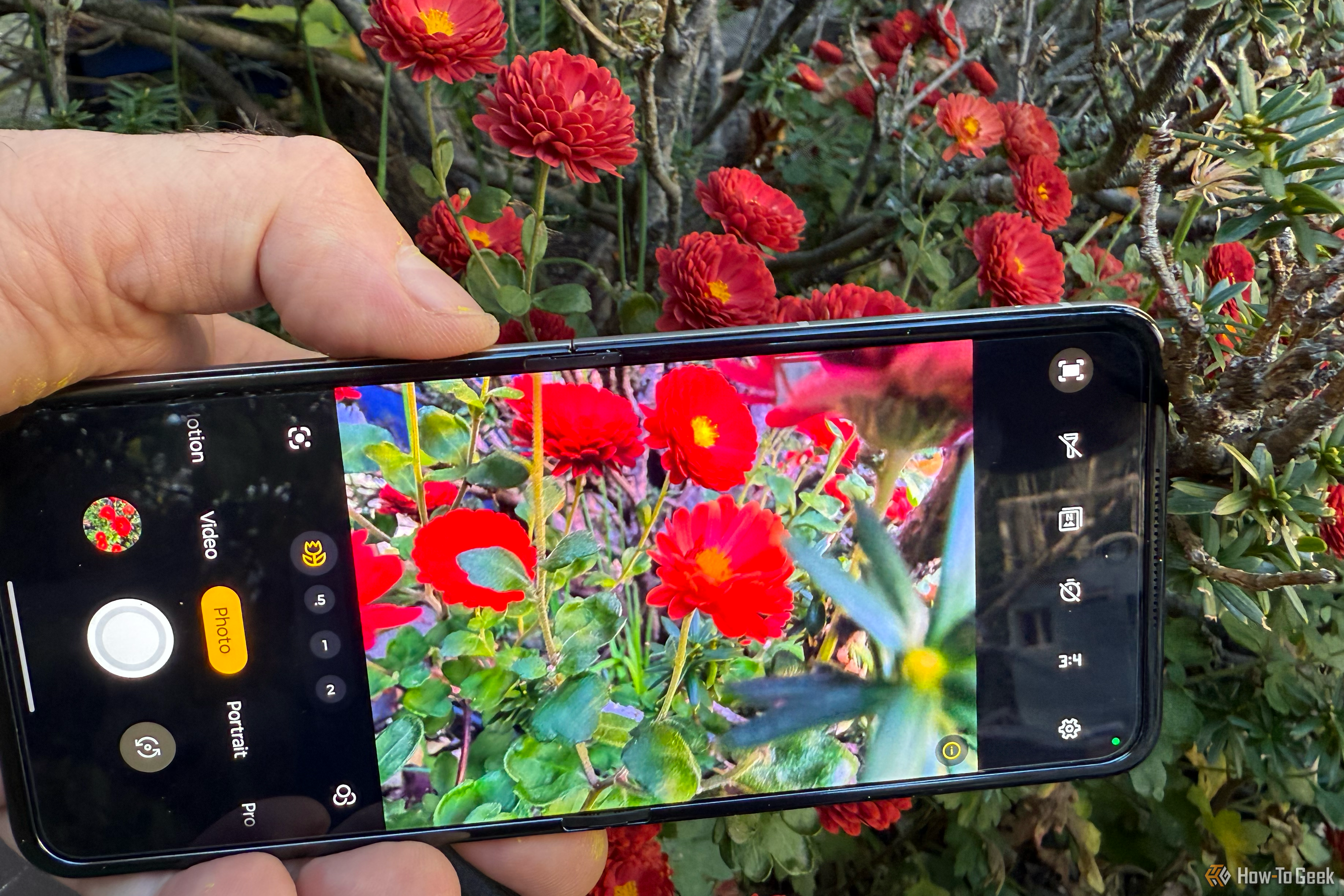 A Motorola Razr smartphone displaying a photograph of red flowers. Behind the camera is a bush of much darker flowers.