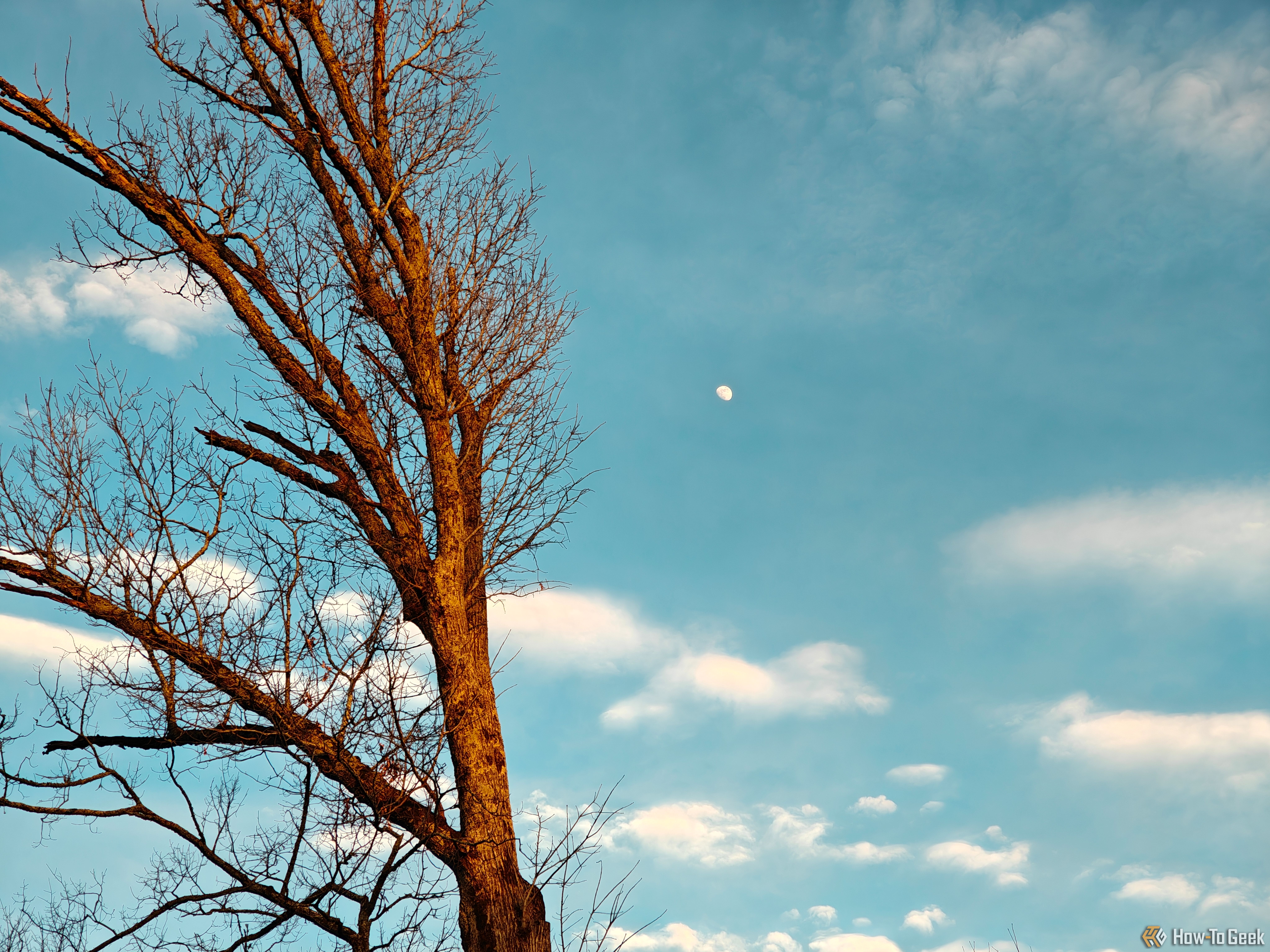 A photo of the moon in the sky with a tree in the foreground taken with the 50MP sensor on the telephoto lens with the OnePlus 13R.