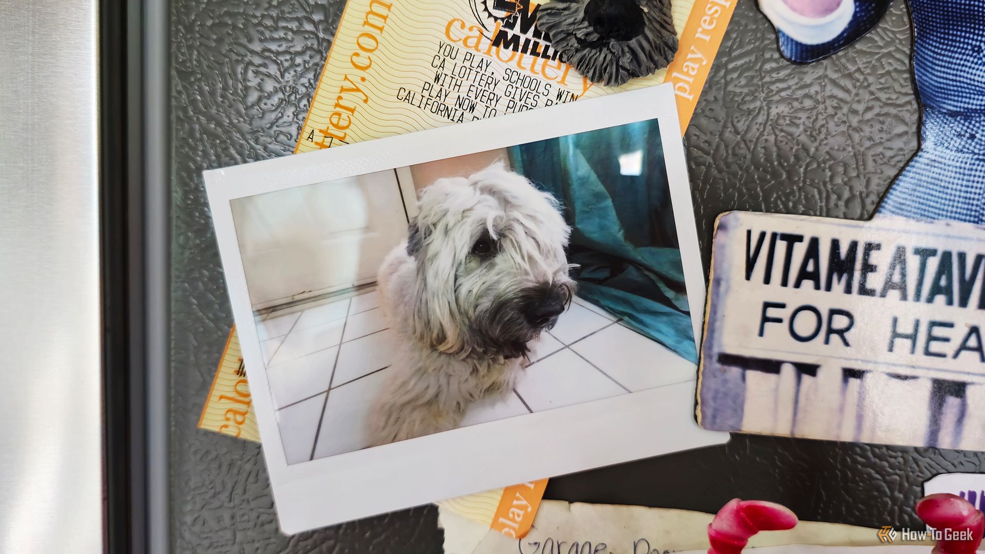 A photo of a dog taken with the Instax Wide Evo hybrid camera.